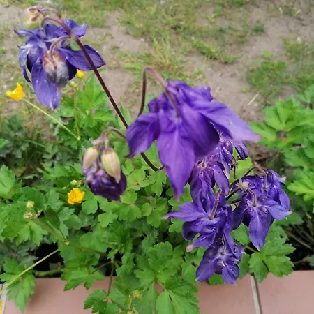 Apartamento Haus Anneliese