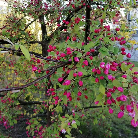 Haus Anneliese Apartamento