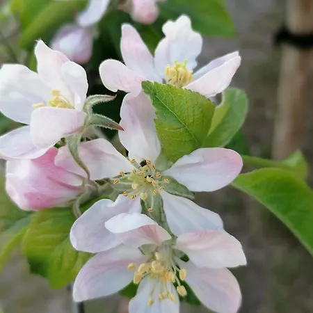 Lejlighed Haus Anneliese