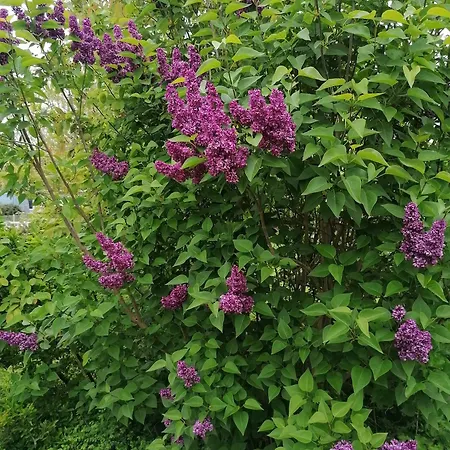 Apartamento Haus Anneliese *